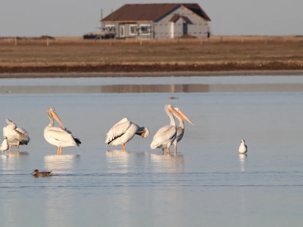 American white pelicans at Weed Lake near Langdon, Alberta